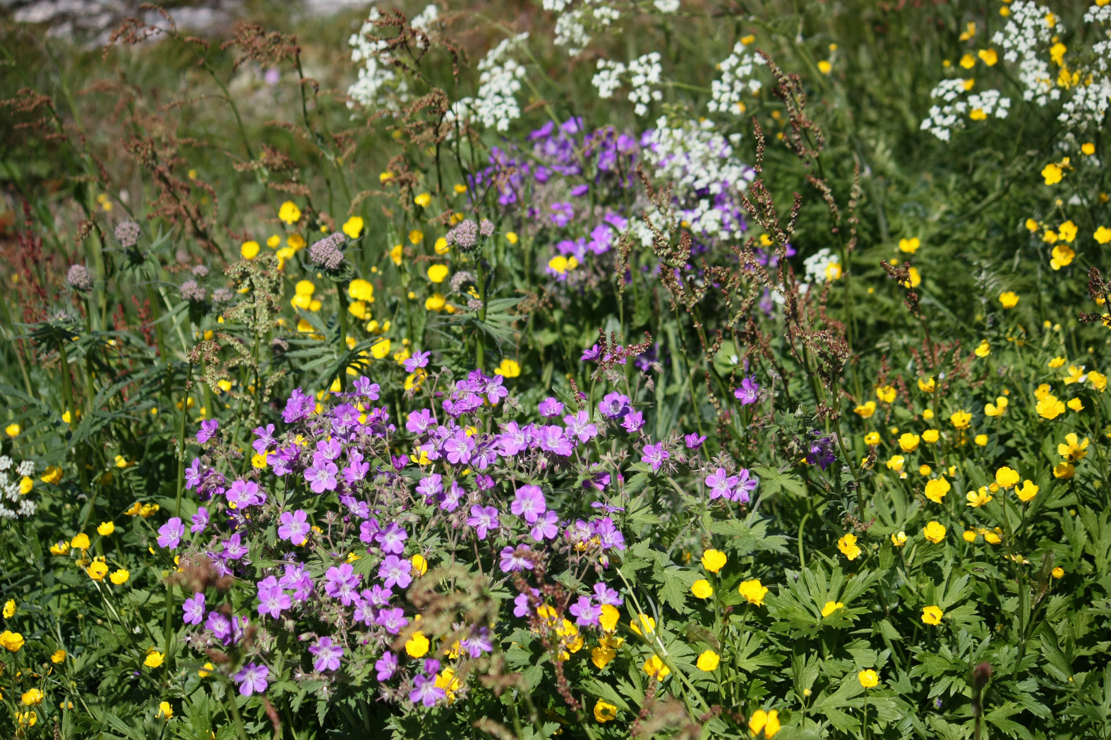 Norwegische Blumenwiese