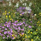 Norwegische Blumenwiese