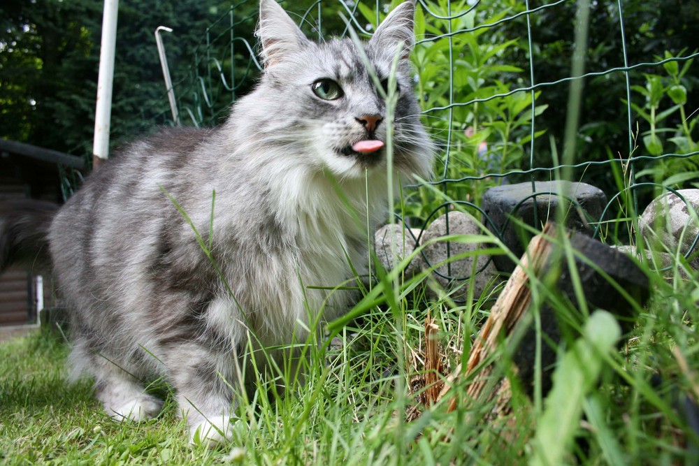 Norwegische Waldkatze