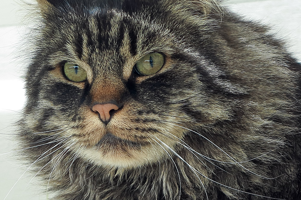 Norwegische Waldkatze