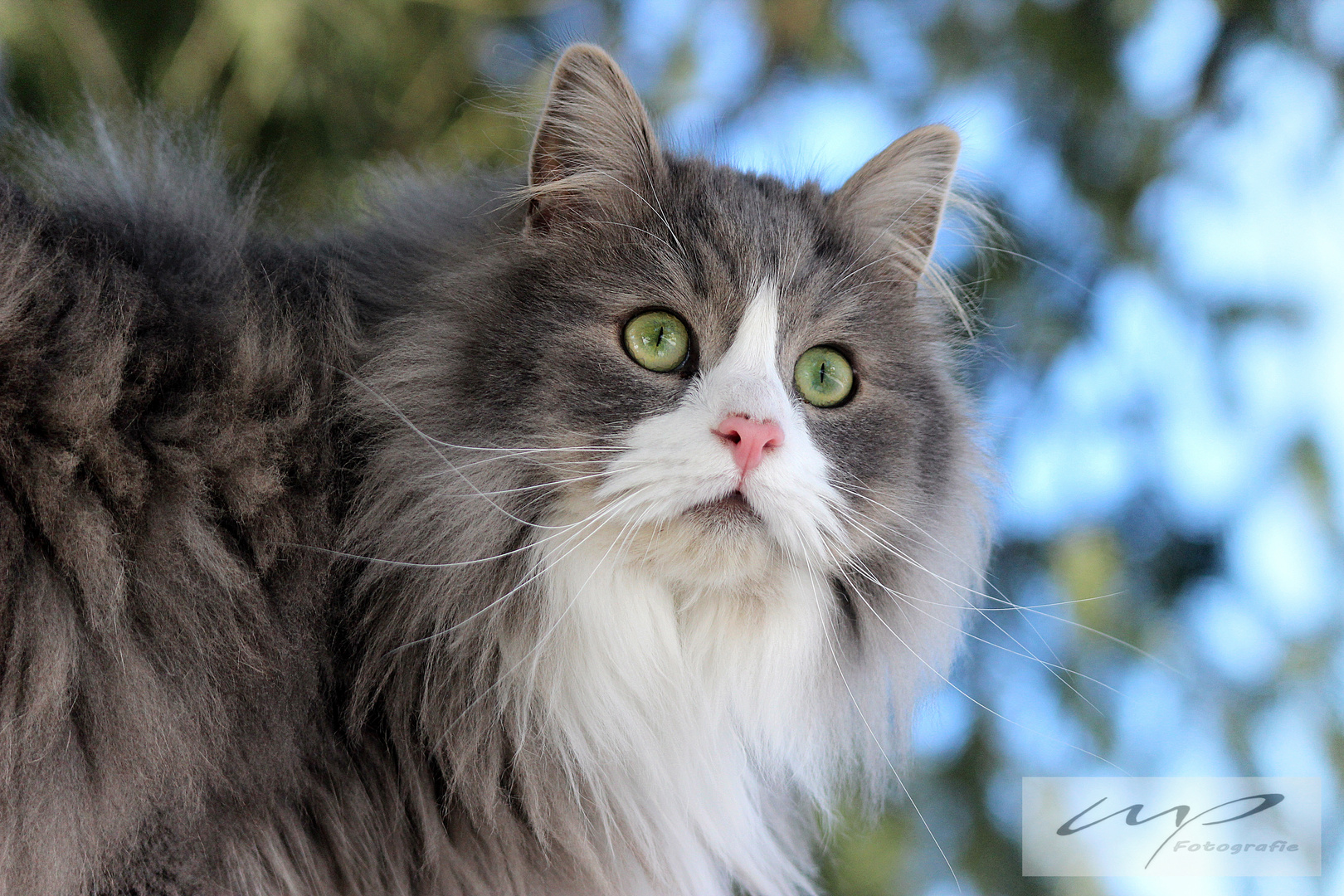 Norwegische Waldkatze