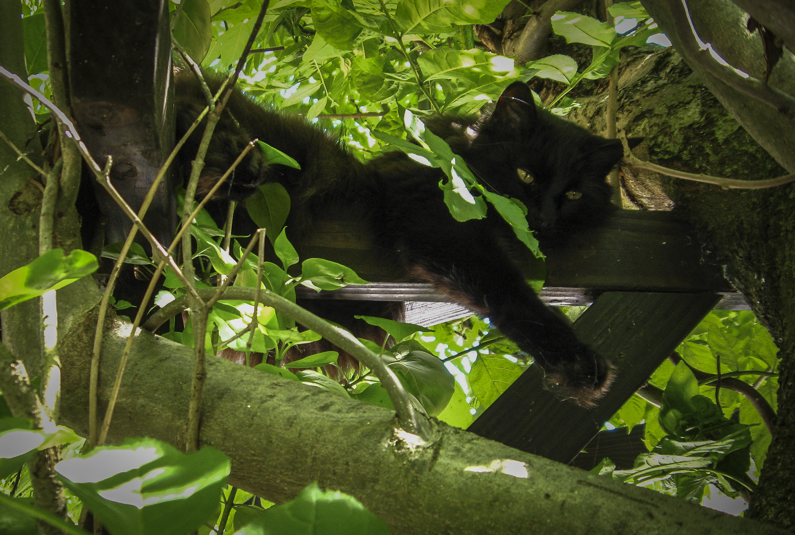 Norwegische Waldkatze