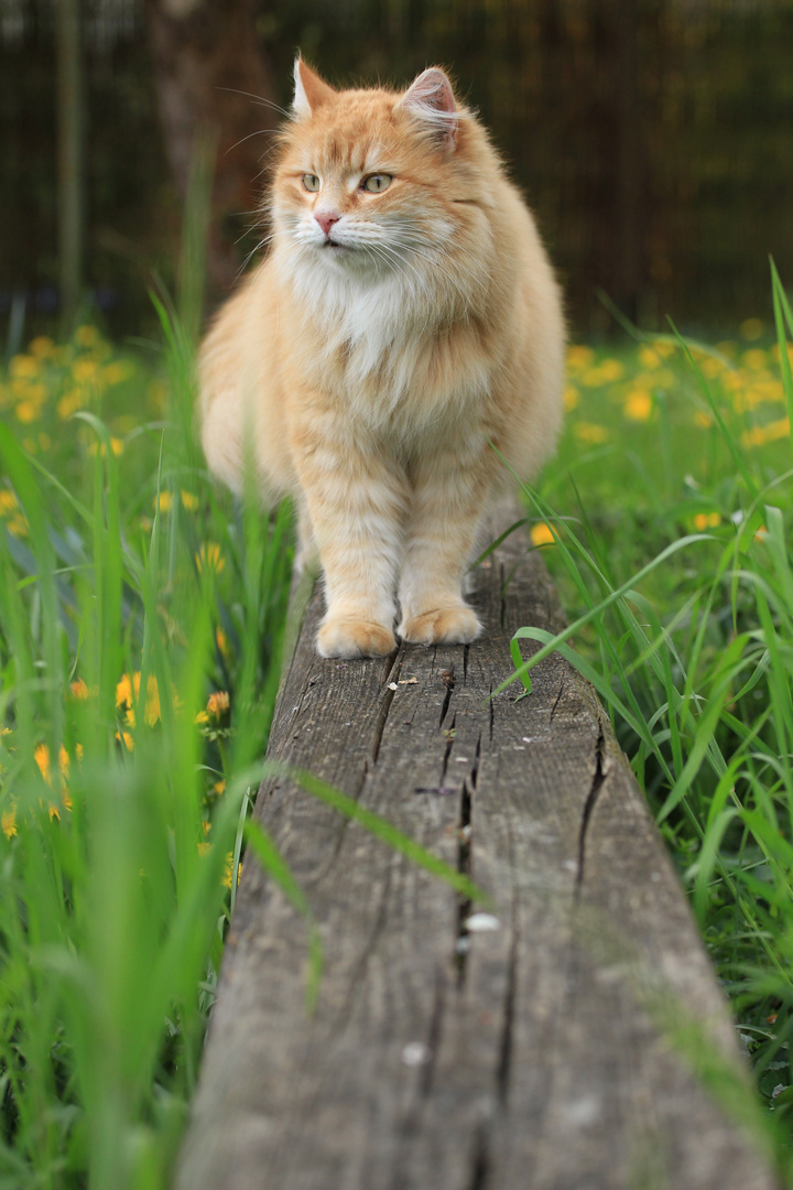 Norwegische Waldkatze