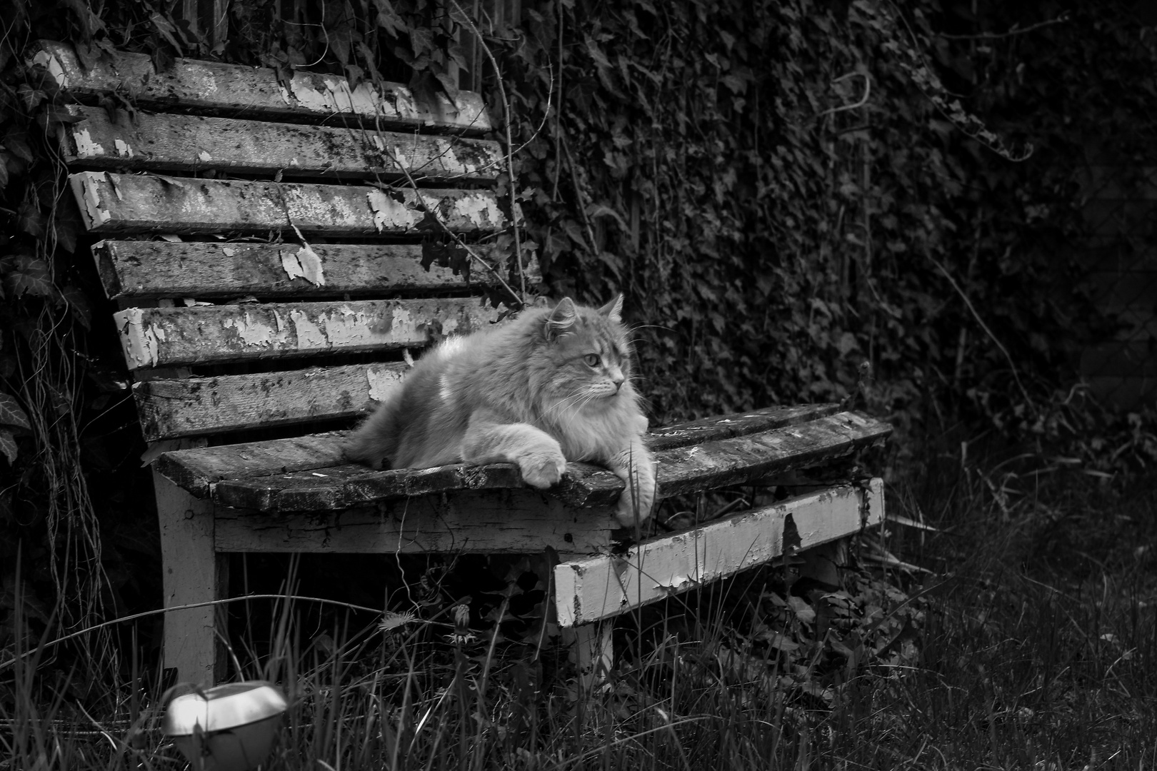 Norwegische Waldkatze