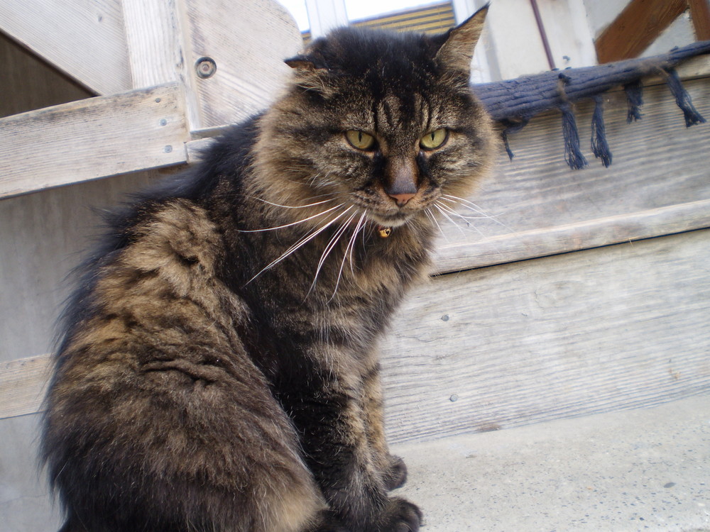 Norwegische Waldkatze