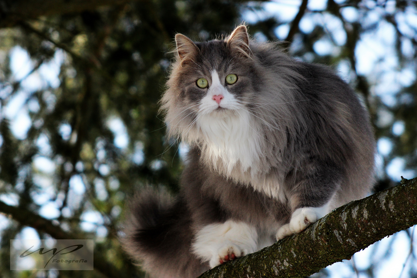 Norwegische Waldkatze Baum