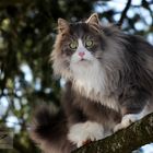 Norwegische Waldkatze Baum