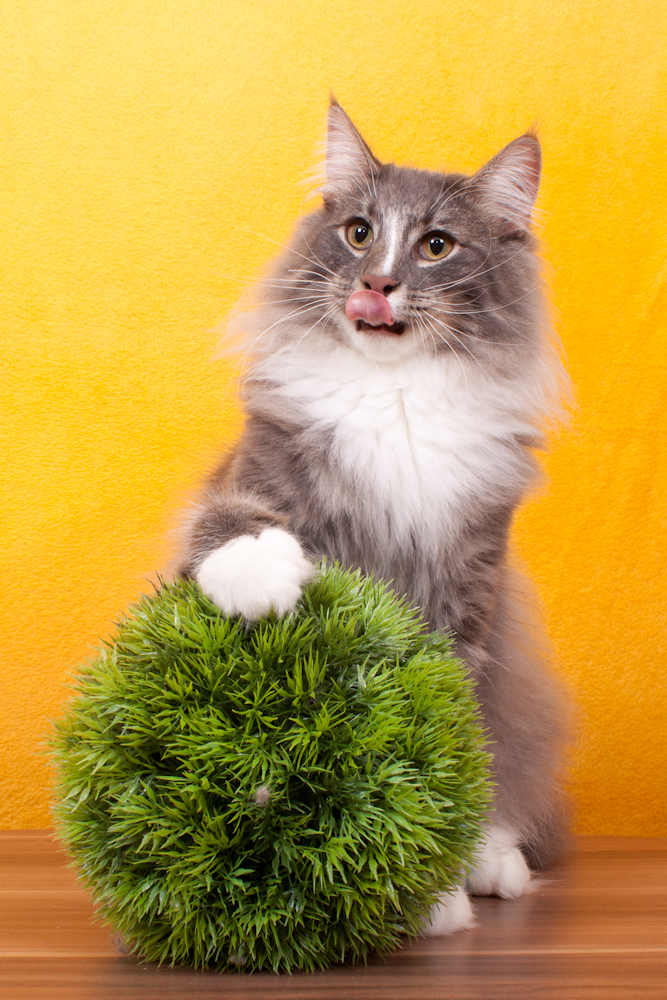 Norwegische Waldkatze