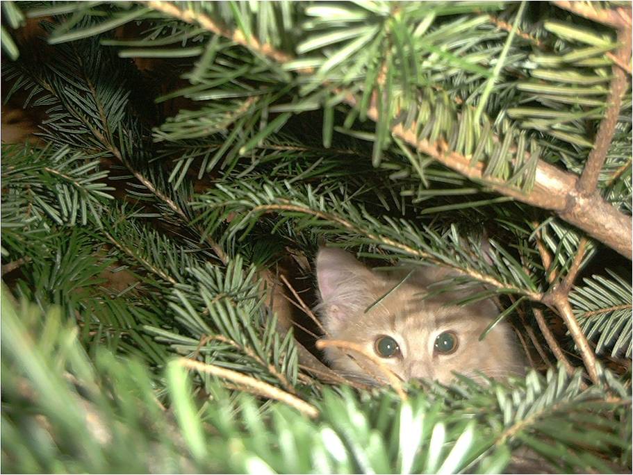 Norwegische Waldkatze