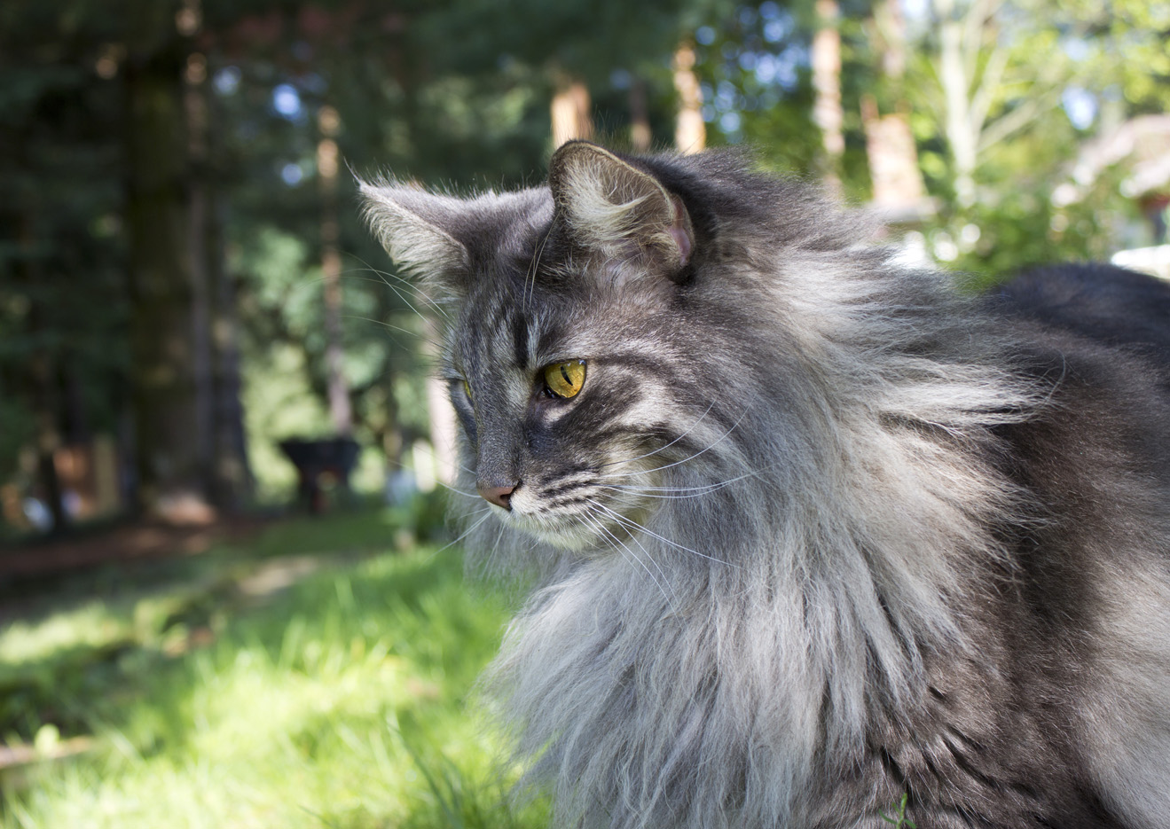 Norwegische Waldkatze