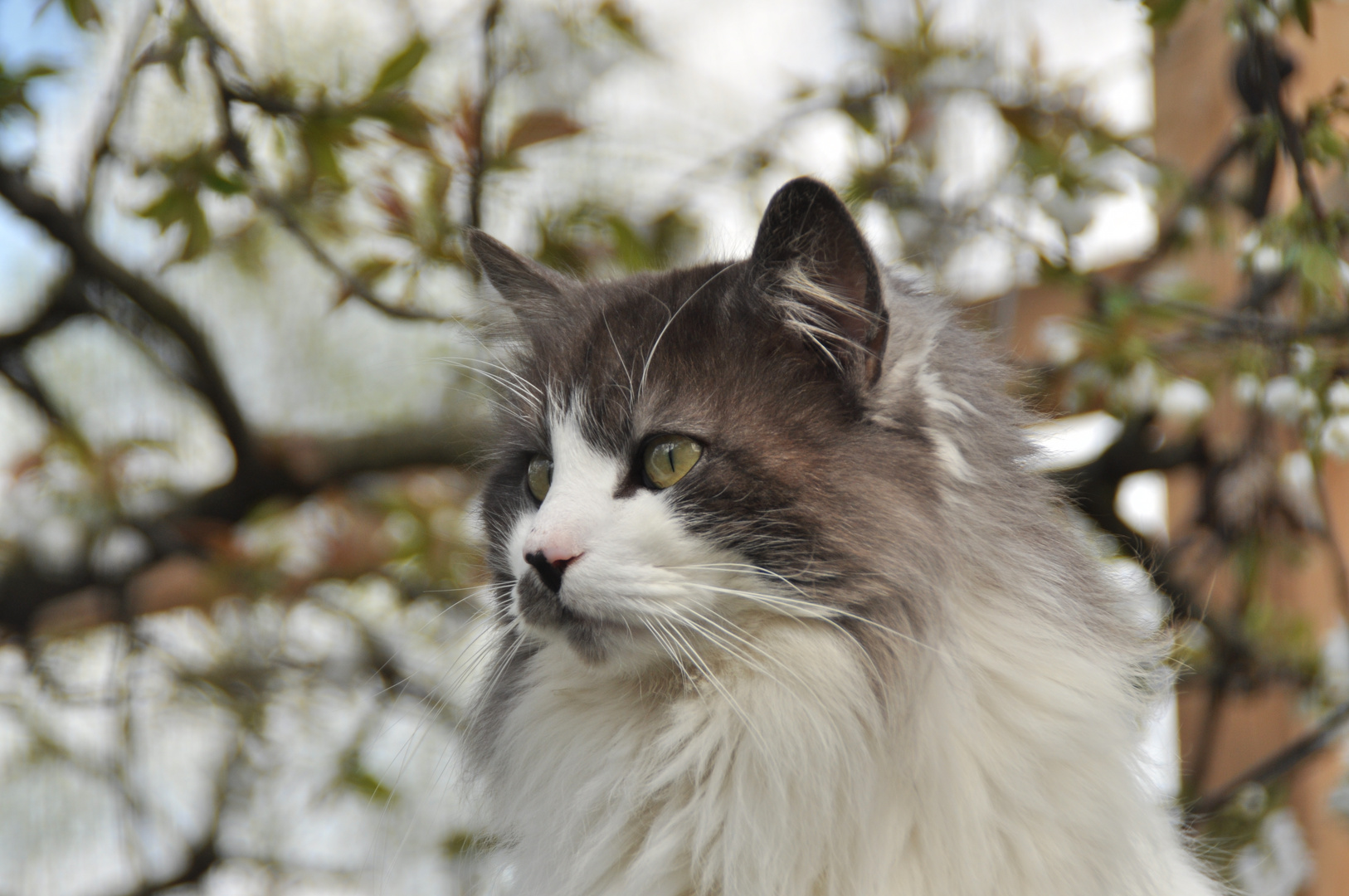 Norwegische Waldkatze