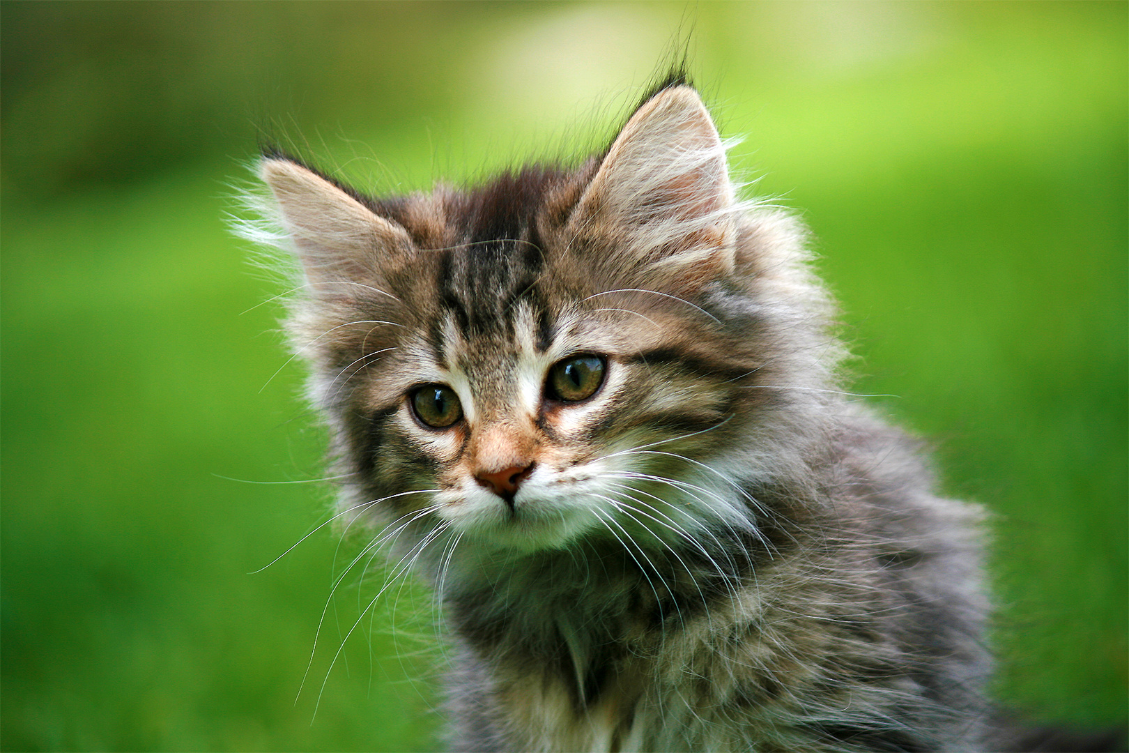 Norwegische Waldkatze im Portrait