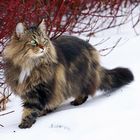 Norwegische Waldkatze im Schnee