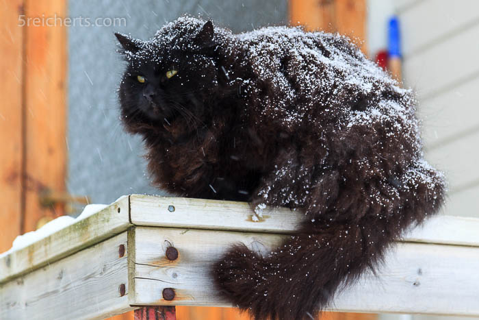 norwegische Waldkatze, Lofoten