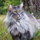 Norwegische Waldkatze - mein Katerchen