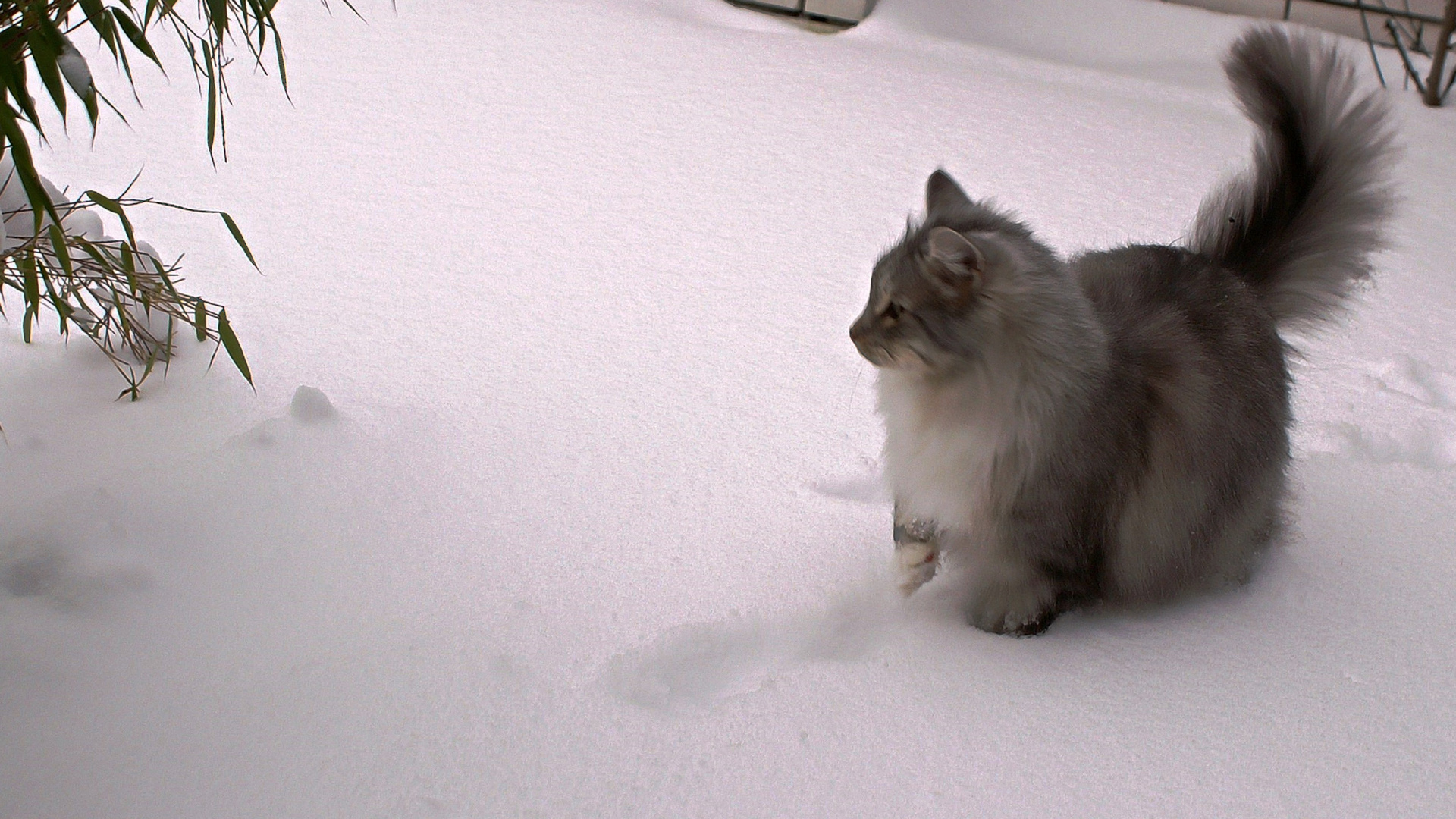 Norwegische Waldkatze09