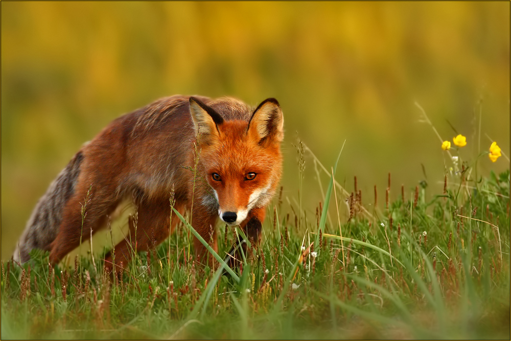 Norwegischer Fuchs bei warmer Mitternachtssonne