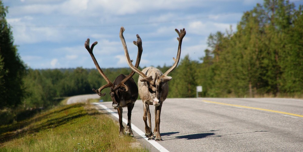 Norwegischer Gegenverkehr