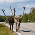 Norwegischer Gegenverkehr