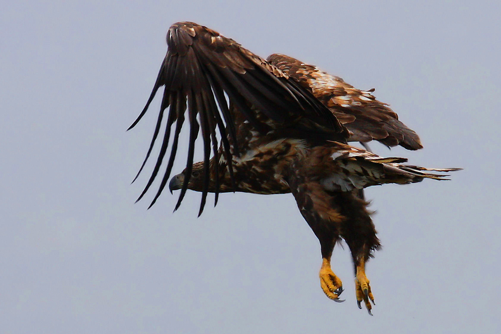 Norwegischer Seeadler