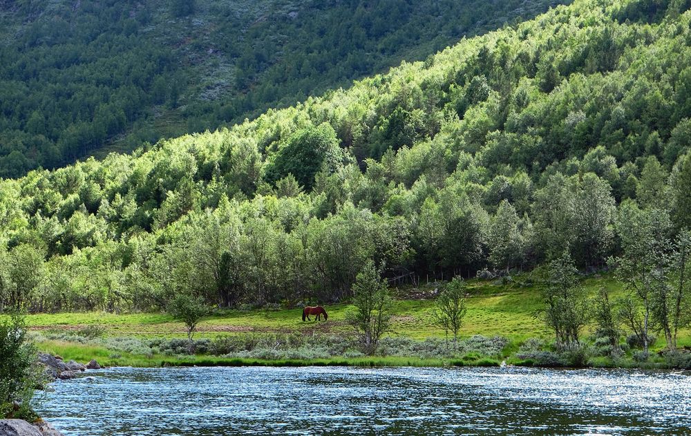 Norwegischer Sommer