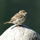 Norwegischer Spatz