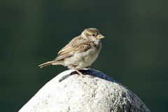 Norwegischer Spatz