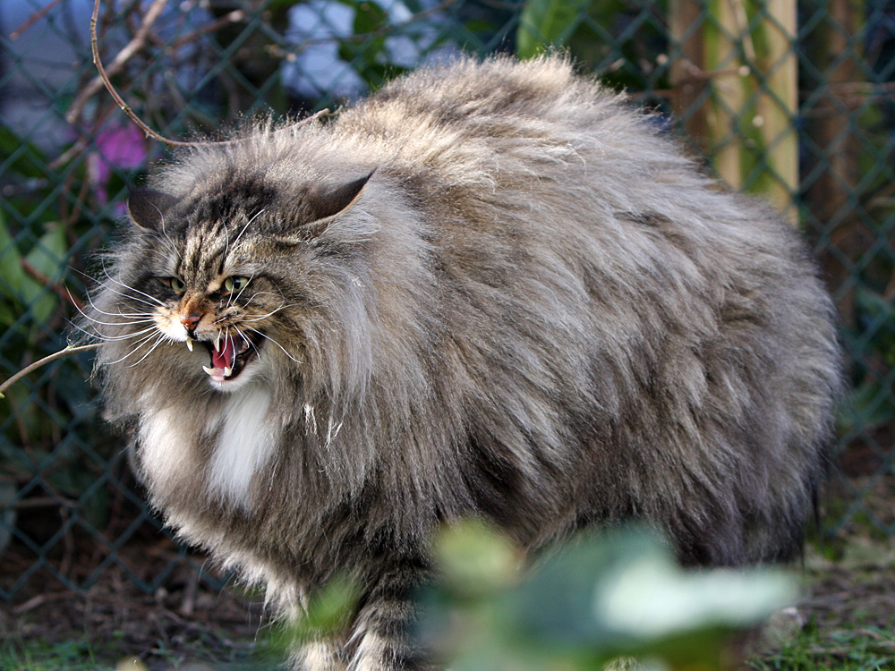 Norwegischer Wildkater