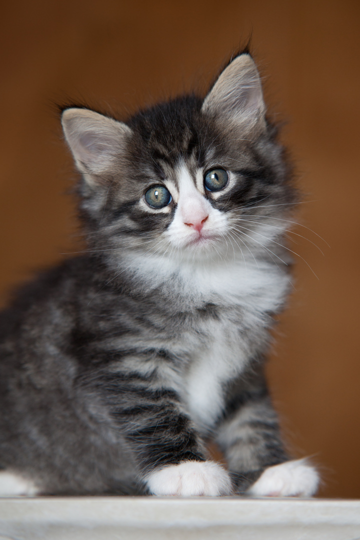 Norwegisches Waldkatzenbaby