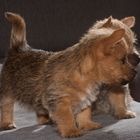 Norwich-Terrier