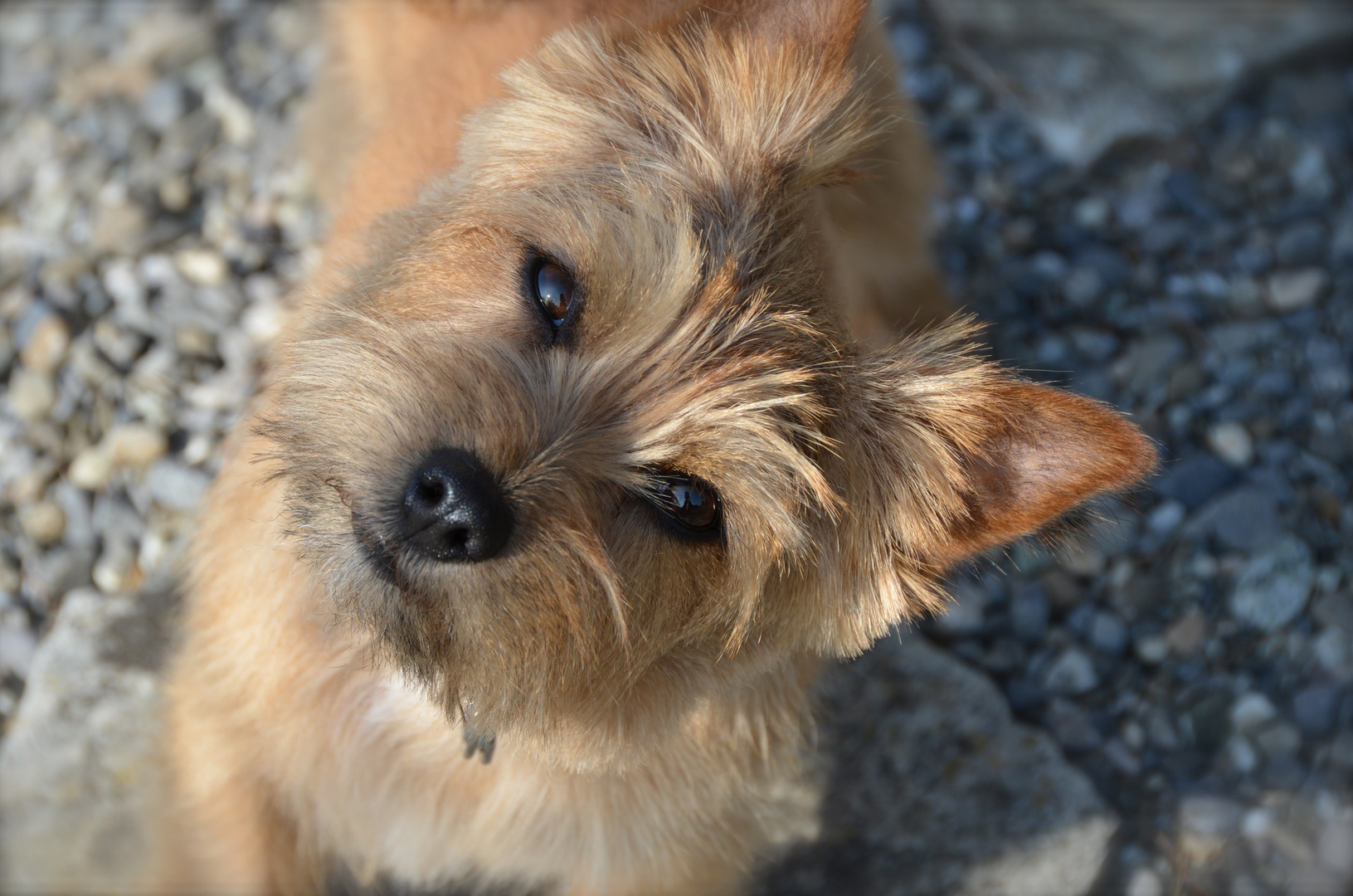 Norwich Terrier