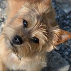 Norwich Terrier