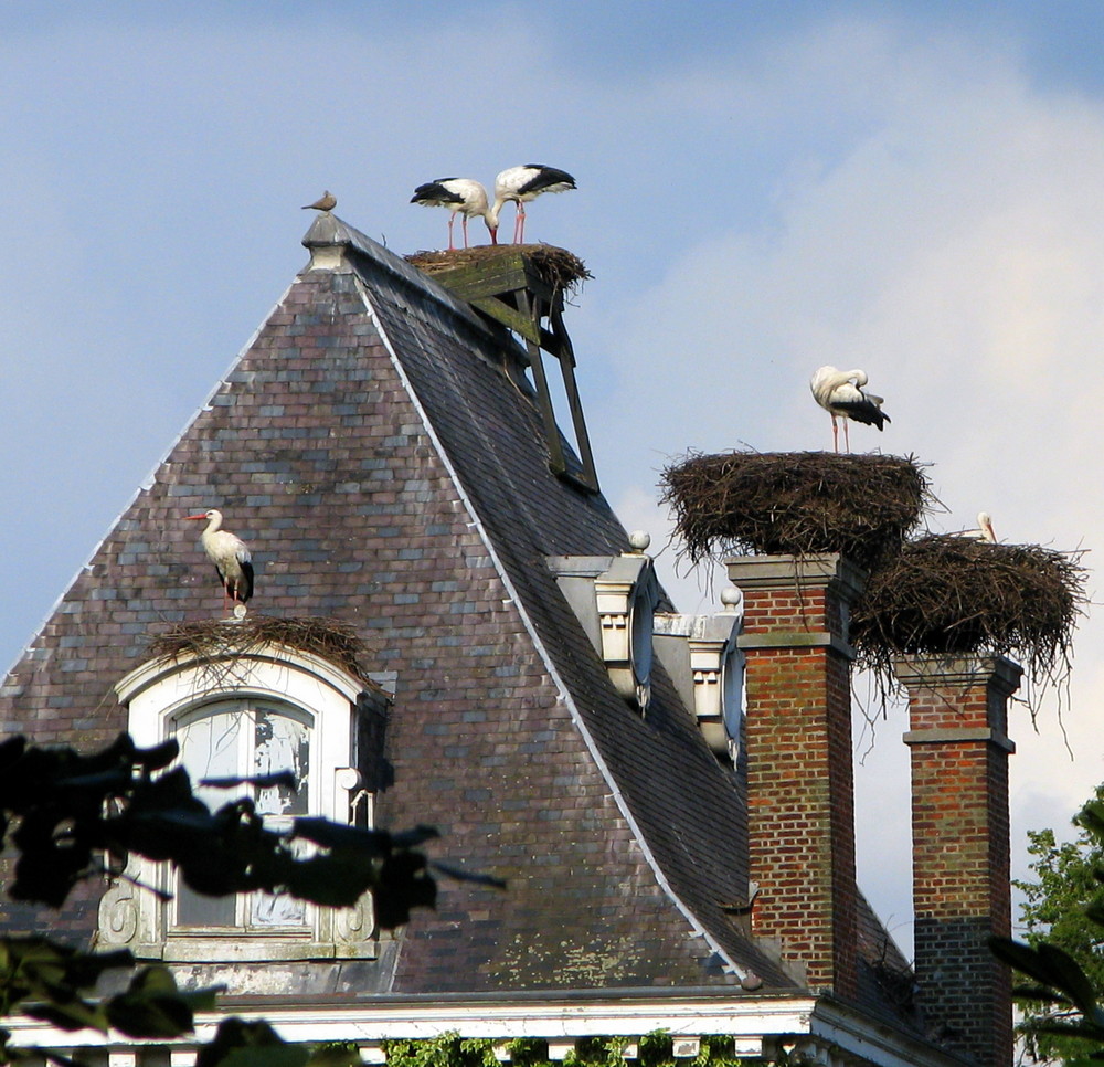 nos amies les cigognes