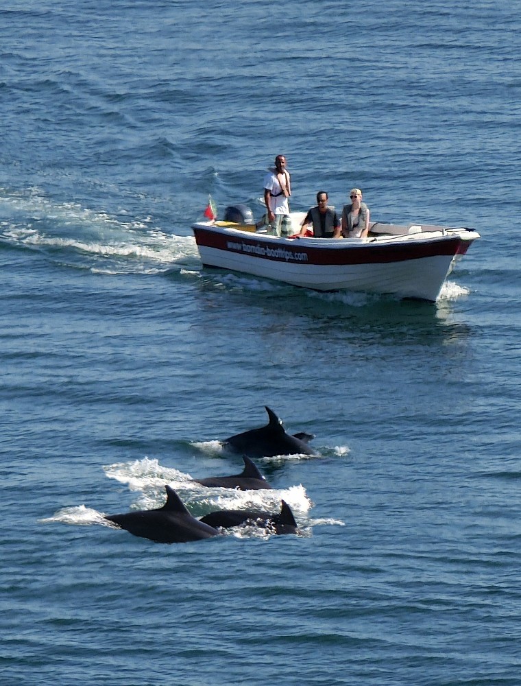 nos amis les dauphins