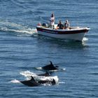 nos amis les dauphins