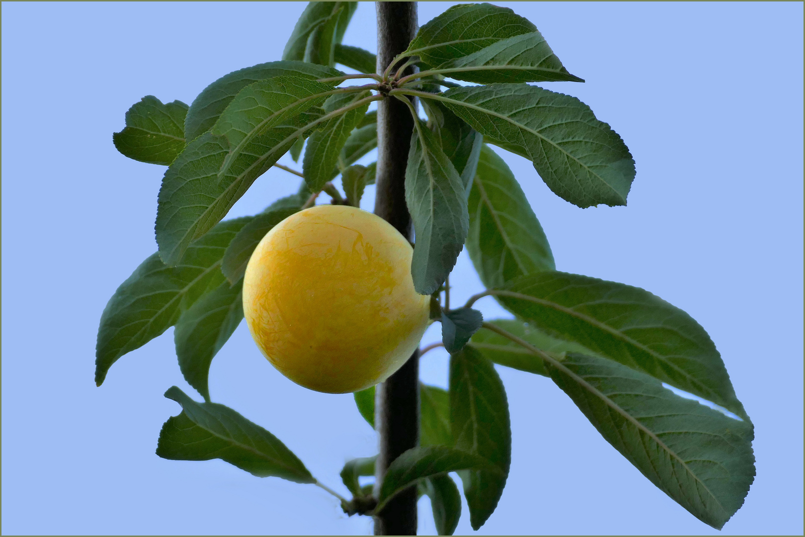 Nos mirabelles....