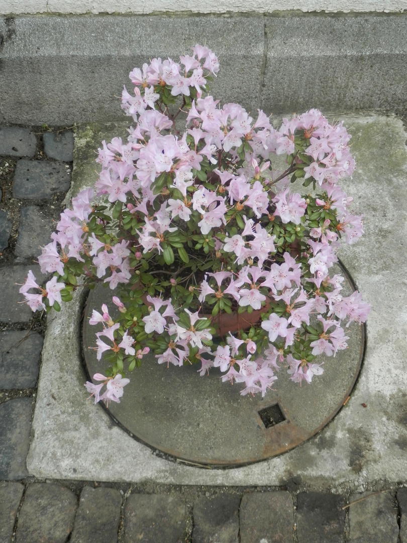 Nos premières fleurs 2015