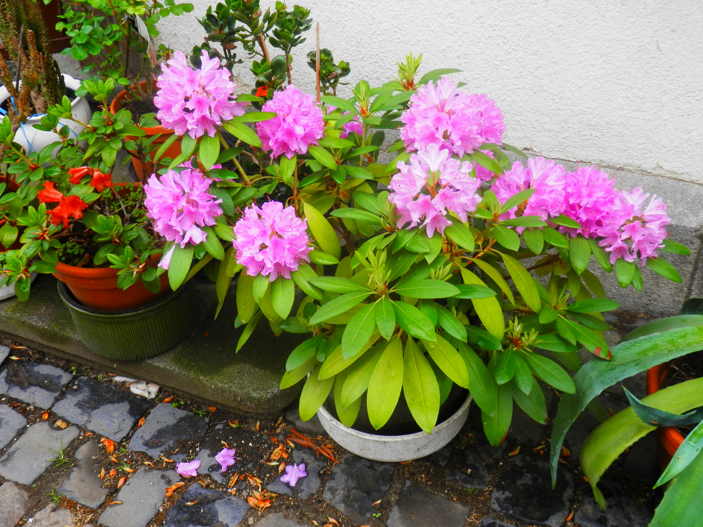 Nos rhododendrons