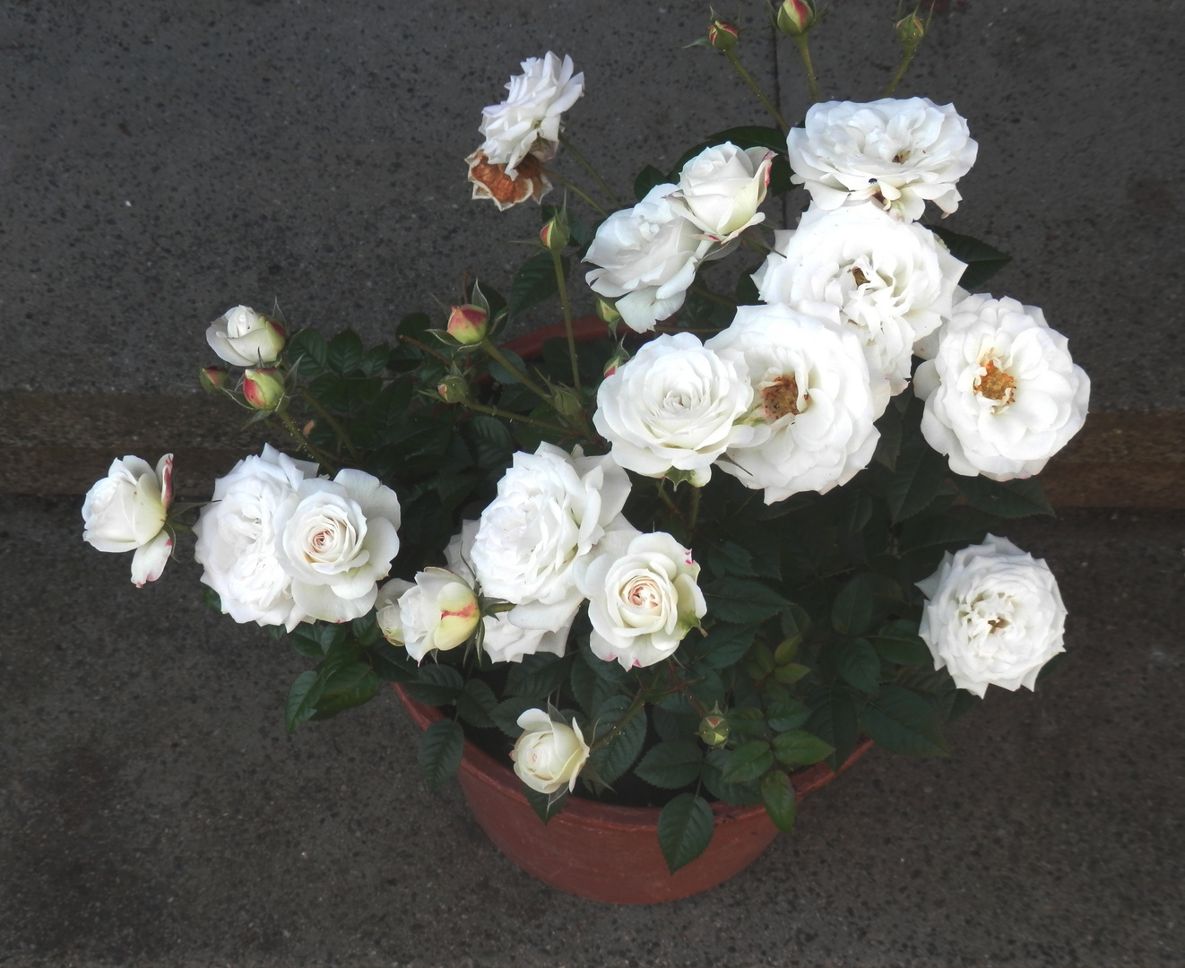 Nos roses blanches (suite)