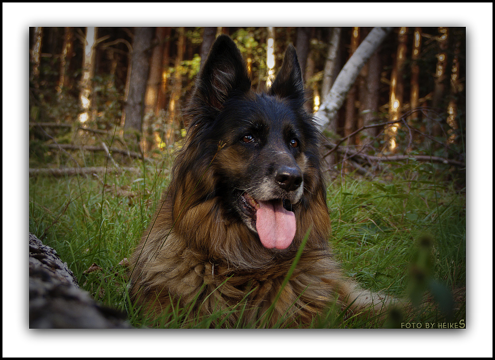 Noscha vom Bergmannshof - Langstockhaar-Schäferhund