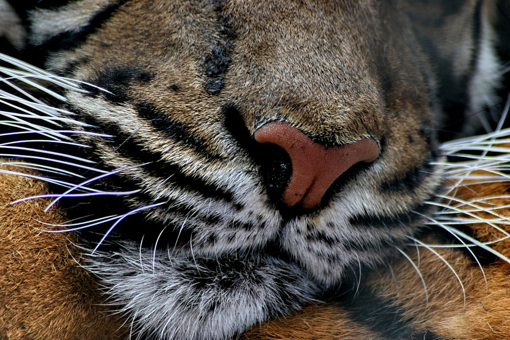 Nose of the Tiger