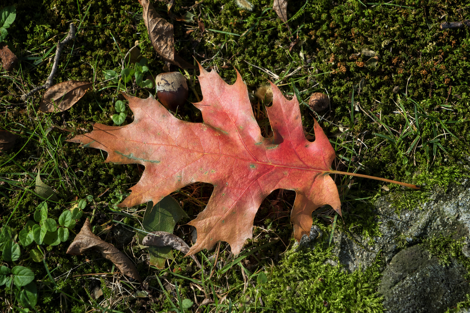 Nostalgia d'autunno