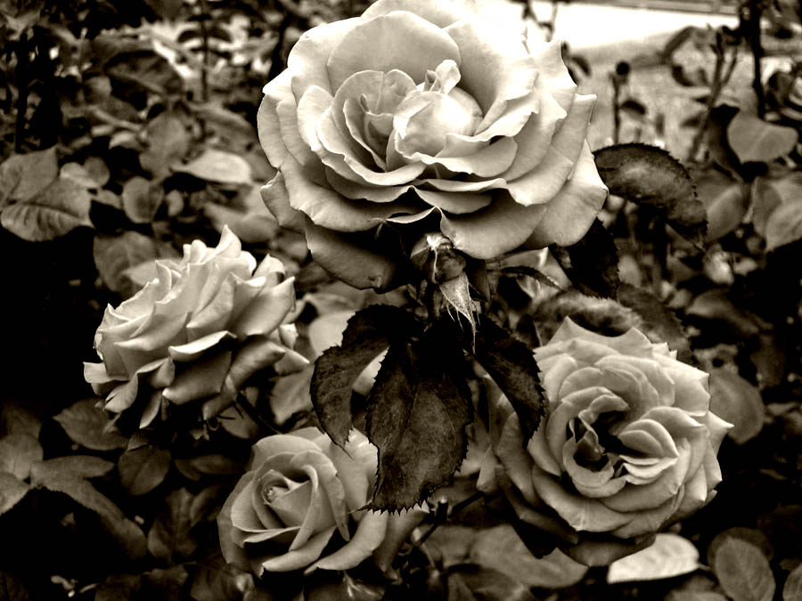 Nostalgic Roses