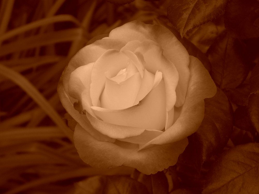 Nostalgie - Rose