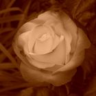 Nostalgie - Rose