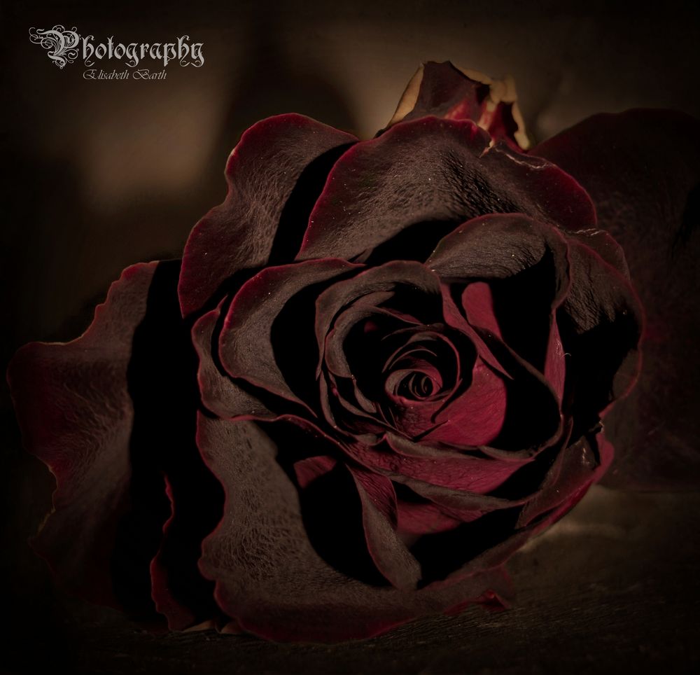 Nostalgie-Rose