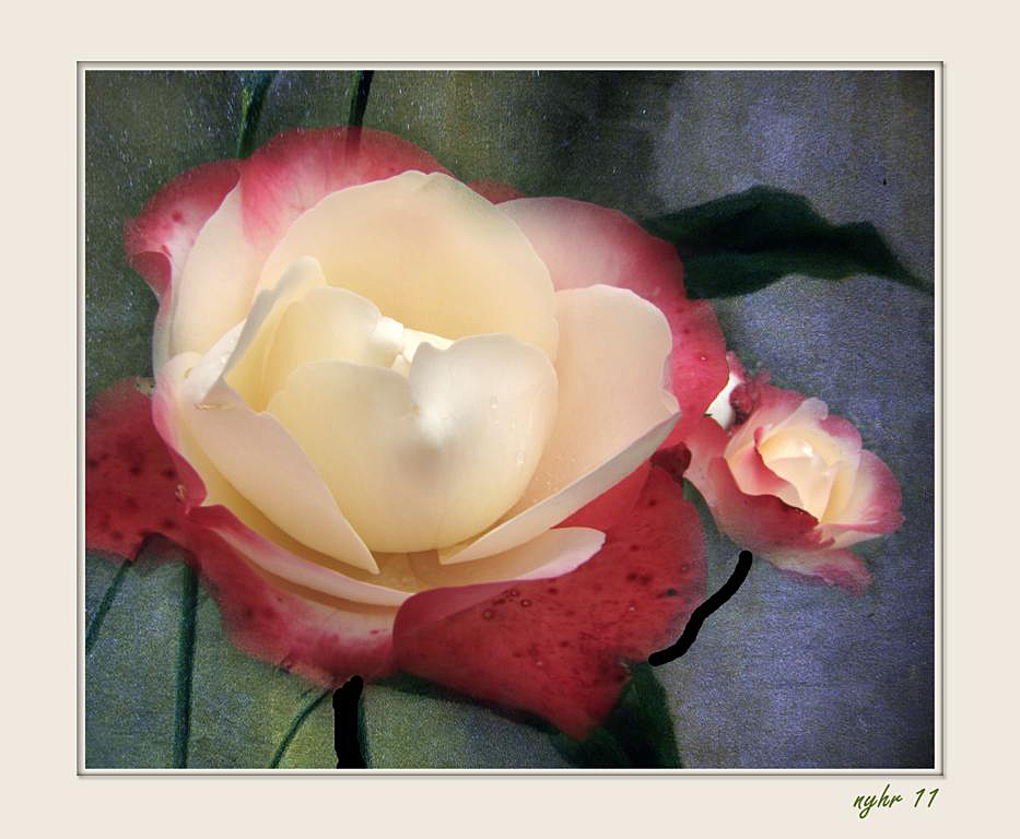 Nostalgie-Rose