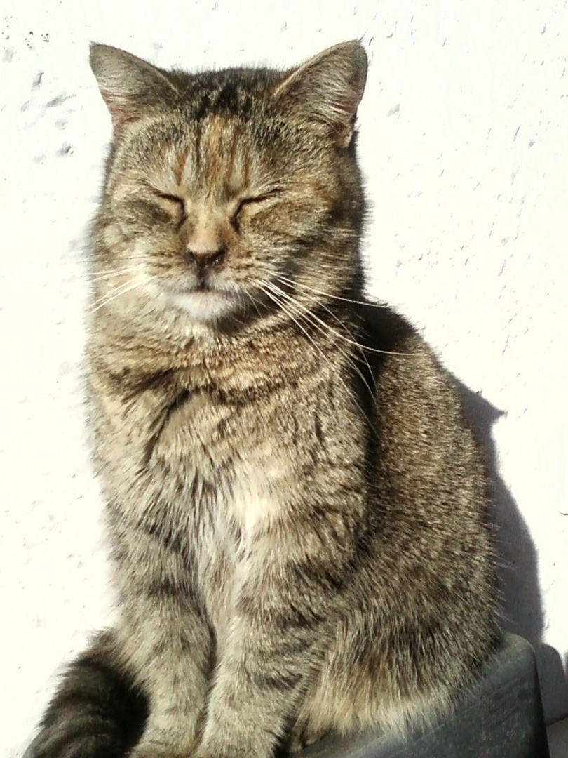 nostra gatta anziana dic.2008