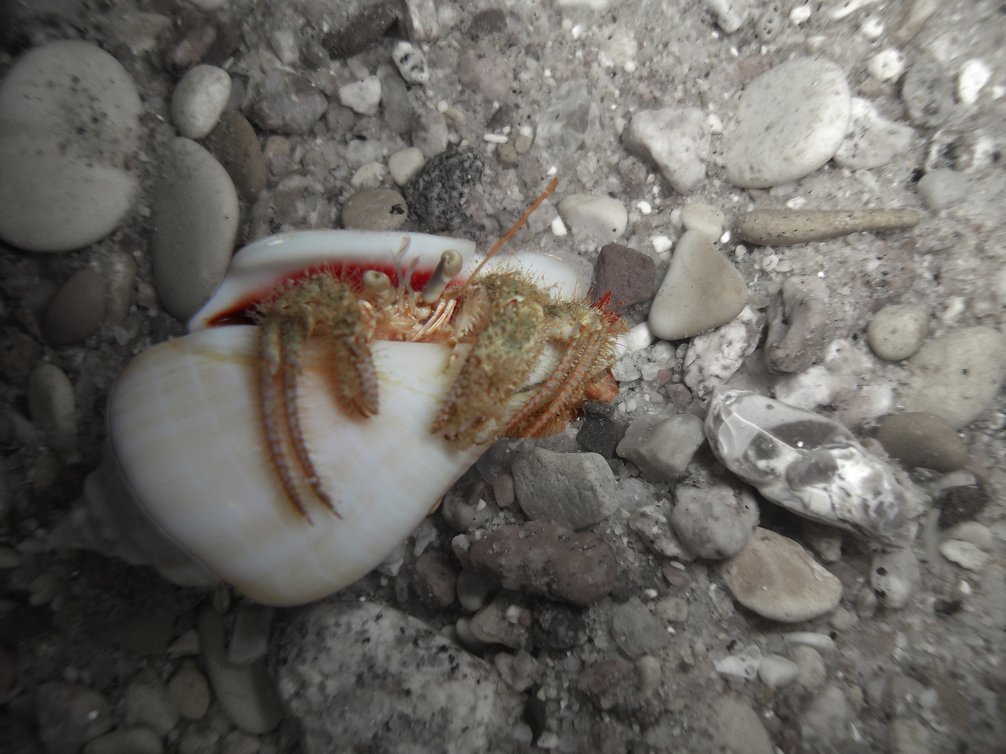 nosy hermit crab