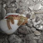 nosy hermit crab